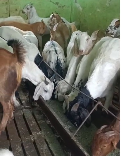 bakra image